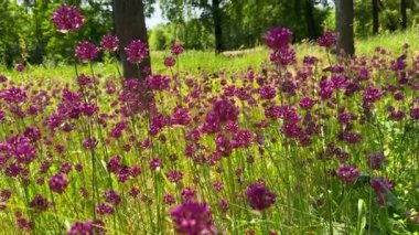 Bir sürü çiçek. Arılar nektar toplar. Allium ve arılar. Doğal duvar kağıdı