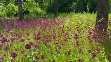Bir sürü çiçek. Arılar nektar toplar. Allium ve arılar