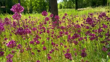 Bir sürü çiçek. Arılar nektar toplar. Allium ve arılar