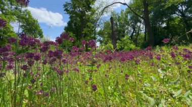 Bir sürü çiçek. Arılar nektar toplar. Allium ve arılar