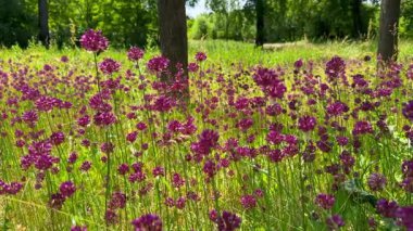 Bir sürü çiçek. Arılar nektar toplar. Allium ve arılar