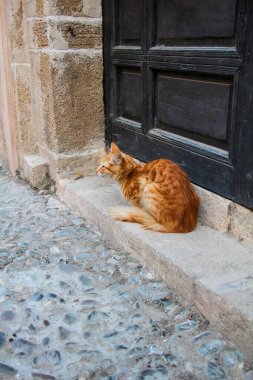 Rabat, Fas 'ta siyah bir kapının önündeki kırmızı kedi.