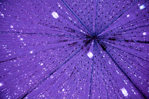 Tokyo 'daki dijital sanat müzesinde Işık Gösterisi