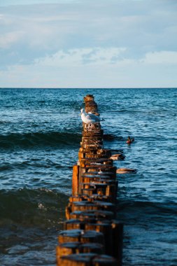 Zingst sahilinde martı.