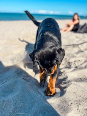 Zingst sahilinde bir köpek kazıyor.