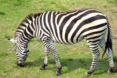 Hayvanat bahçesindeki zebra parkta