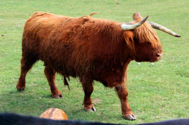 Otlaktaki sığırlara boğa