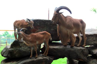 Keçiler kayalara tırmanıyor.