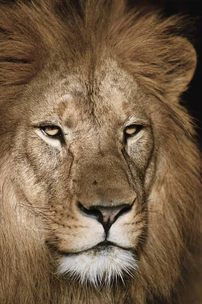 Barbary lion. Head of a lion on a black background. Detail of lion head. Portrait of lion taken in Safari Dvr Krlov.