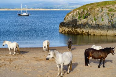 Anglesey 'deki Newborough sahilindeki atlar. Anglesey 'de bir plaj. Galler 'de plaj. Kumsaldaki vahşi atlar. Newborough 'da deniz kenarında. Beyaz ve kahverengi atlar. Büyük Britanya. Avrupa.