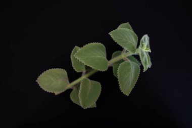 Siyah arka planda bir Hint Borage filizi (Plectranthus amboinicus). Meksika nanesi. 