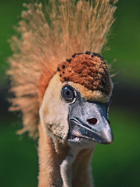 Portrait Grey Crowned Crane Balearica Regulorum Also Known African Crowned — Stock Photo, Image