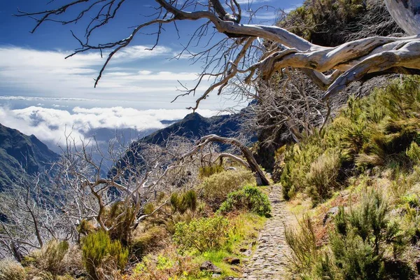 stock image Pico do Arieiro  Pico Ruivo trek in Madeira, Portugal. PR1 hike. Vereda do Pico Ruivo. Dry twisted tree branch.