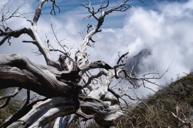 Portekiz, Madeira 'da Pico do Arieiro Pico Ruivo yürüyüşü. PR1 yürüyüşü. Pico Ruivo 'yu yap. Arkaplanda bulutlar olan kuru ağaç.