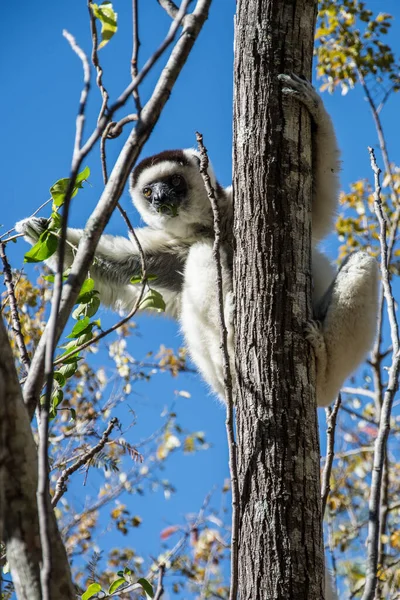 Verreaux 'nun sifaka' sı (Propithecus verreauxi) ağaca tırmanıyor. Arka planda mavi gökyüzü olan bir ağaçta orta boy beyaz bir sifaka. Isalo Ulusal Parkı, Madagaskar.