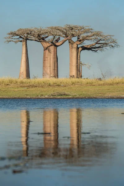 Tree baobabs trees with reflection in the water and blue sky in the background. Avenue of the Baobabs. Alley of the Baobabs. Madagascar.