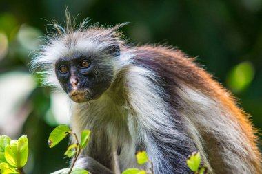 Yeşil arka planı olan Zanzibar kırmızı kolobusu (Piliocolobus kirkii) maymun portresi. Jozani Ormanı, Zanzibar. Kızıl Colobus maymununun yakın plan fotoğrafı. Tanzanya.