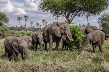 Tanzanya 'daki Tarangire Ulusal Parkı' nda bir grup fil. Afrika 'da Safari. Yetişkin ve genç filler arka planda palmiye ağaçları ile çimenlerde duruyorlar..