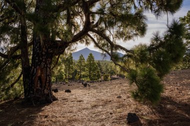 Önünde büyük bir çam ağacı olan Teide volkanı manzarası. Montaa Negra, Tenerife, Kanarya Adaları, İspanya turu. Volkanik manzara.