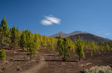 Teide Dağı, Tenerife, Kanarya Adaları, İspanya. Volkanik manzaralı Teide manzarası ve ön planda koyu yeşil çam ağaçları.