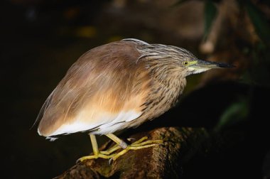 Squacco Heron 'un (Ardeola ralloides) kahverengi arka planı olan bir dalda oturan portresi. Bir kuşun yakın plan fotoğrafı..