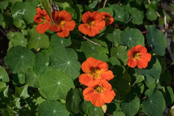 Άνθη Και Φύλλα Νεροκάρδαμου Tropaeolum Majus Βαθιά Πορτοκαλί Λουλούδια Νεροκάρδαμου — Φωτογραφία Αρχείου