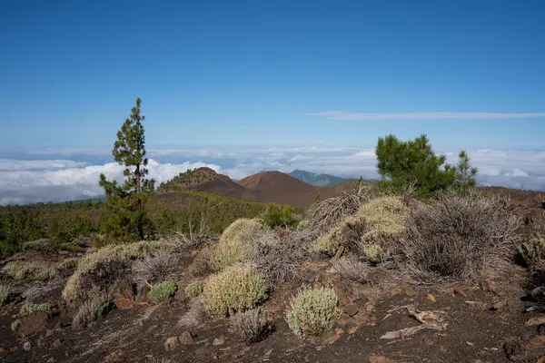 Vue Montagne Samara Dans Parc National Teide Îles Canaries Tenerife — Photo