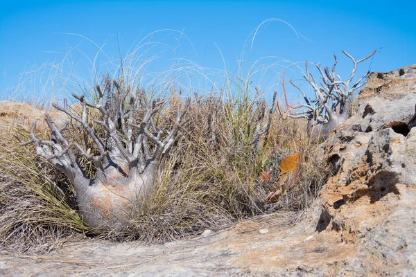 Pachypodium Rosulatum Yaygın Adı Fil Ayağı Bitkisi Isalo Ulusal Parkı — Stok fotoğraf