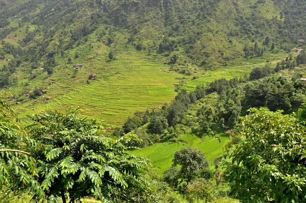 Pola Ryżowe Nepalu Aisa Obwód Annapurny Zamknij Zdjęcie Ryżu Himalaje — Zdjęcie stockowe