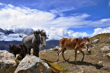 Himalayalar 'da bir grup at. Annapurna Seyahat Turu. Himalaya dağlarında üç vahşi at grubu. Manang Bölgesi, Nepal, Asya. At sürüsü.