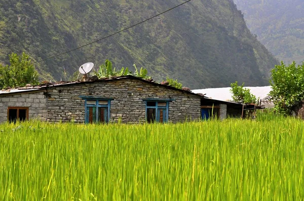 Rice Field Stone House Nepal Aisa Annapurna Circuit Trek Close — Stock Photo, Image