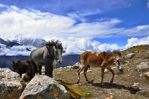 Group Horses Himalayas Annapurna Circuit Trek Group Three Wild Horses — Stock Photo, Image