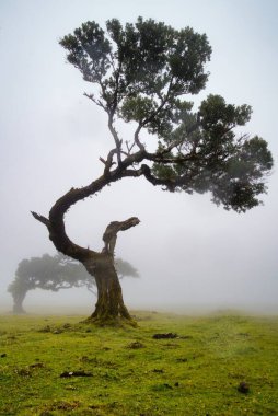 Fanal, Antik Laurisilva Ormanı, Madeira, Portekiz. UNESCO. Defne ağacı ormanındaki yaşlı defne ağacının manzarası.