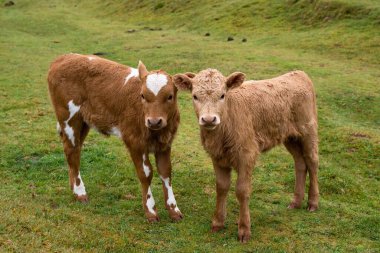 Two young cute calves at Fanal Forest, Madeira, Portugal, Europe. Close-up photo of two calves with green grass int the background. Fanal Forestry Station. clipart