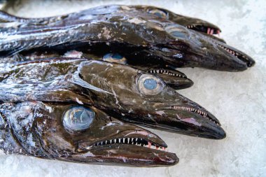 Aphanopus karbonhidratı, siyah kılıç balığı, Espada Balığı. Espada balığının buzlu hali. Siyah balık başı detayı. Deniz ürünleri. Balık dişlerinin ayrıntıları. Madeira, Portekiz, Avrupa.