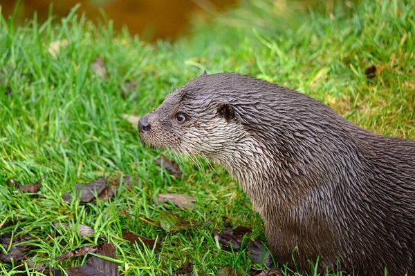 North American otter. Otter head detail. Portrait of an otter from the Prague Zoo. Head of an otter on a green-brown background.