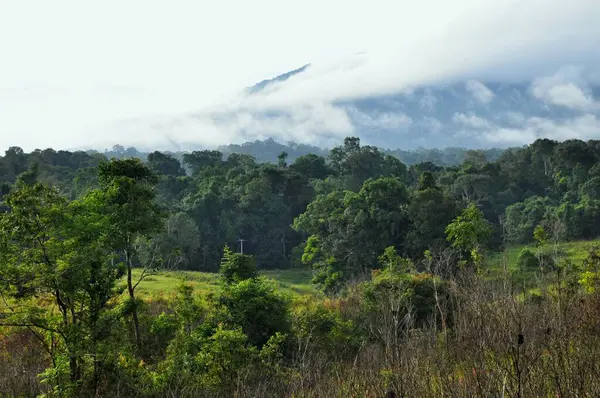 卡奥伊国家公园 晨雾中的森林景观 — 图库照片