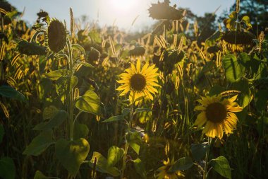 Yaz boyunca ayçiçeği tarlası. Valtice, Güney Moravya, Çek Cumhuriyeti.
