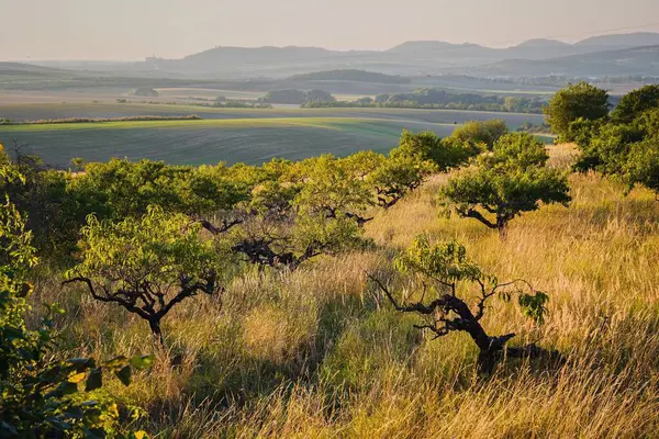 背景に丘があるブドウ畑 バルテス 南モラヴィア チェコ共和国 ヨーロッパ — ストック写真