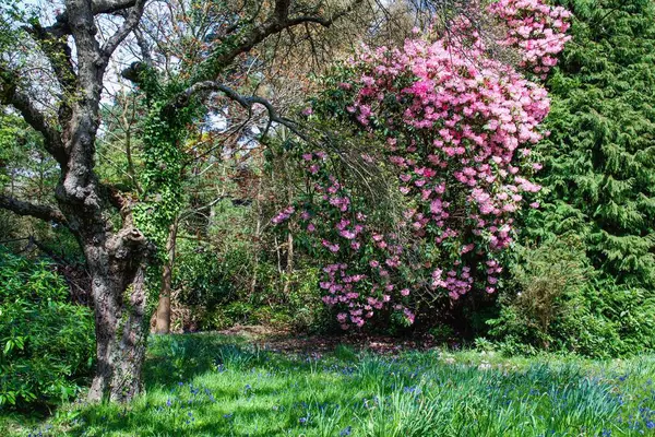 Exbury花园 观赏美丽花园里的杜鹃 南安普敦 汉普郡 大不列颠 — 图库照片