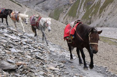 Atlar Thorong La geçidinde yük taşıyor, Manang Bölgesi, Nepal, Asya. Annapurna Gezisi.