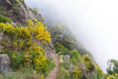 Pico Ruivo - Pico Arieiro yürüyüşü. PR1 yürüyüşü. Madeira, Portekiz, Avrupa. Sisli dağlar.