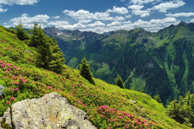 Ön planda çiçek açan bir rhododendron ile Avusturya Alpleri manzarası. Planai, Avusturya, Avrupa.