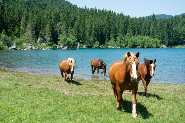 Italian lakes Laghi di Fusine. Turquoise lake with 4 horses in the foreground. Tarvisio, Italy, Europe. Horses running in water. Romantic lake.