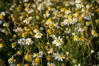 Papatya çayırı. Matricaria Chamomilla. Chamomilla recutita.