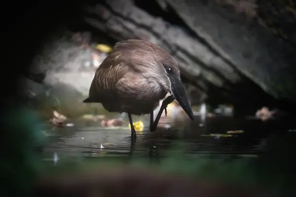 Hamerkop 'un (Scopus umbretta) bulanık arkaplanlı fotoğrafını kapat. Prag hayvanat bahçesi.