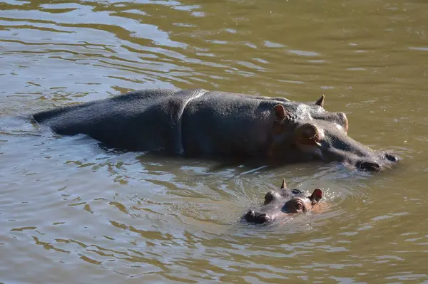 Suda yüzen iki su aygırının (Hippopotamus amfibik) yakın fotoğrafını çek. Hayvanat Bahçesi, Çek Cumhuriyeti.