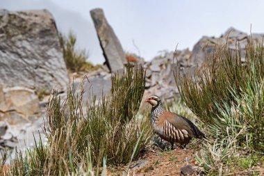 Close up photo of the red-legged partridge (Alectoris rufa). Pico do Arieiro  Pico Ruivo trek in Madeira, Portugal. PR1 hike. Vereda do Pico Ruivo. clipart