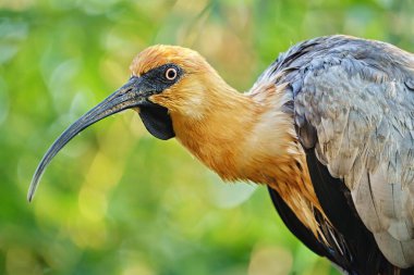 Bulanık arkaplanda siyah yüzlü Ibis 'in (Theristicus melanopis) yakın plan fotoğrafı. Prag Hayvanat Bahçesi.