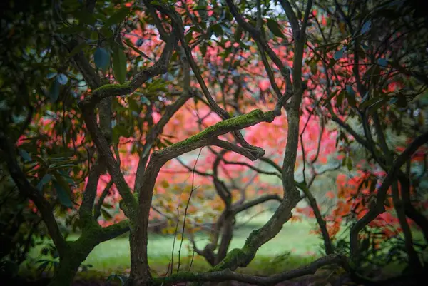 stock image Twisted trees with colorful leaves in the background. The Dendrological Garden in Prague.